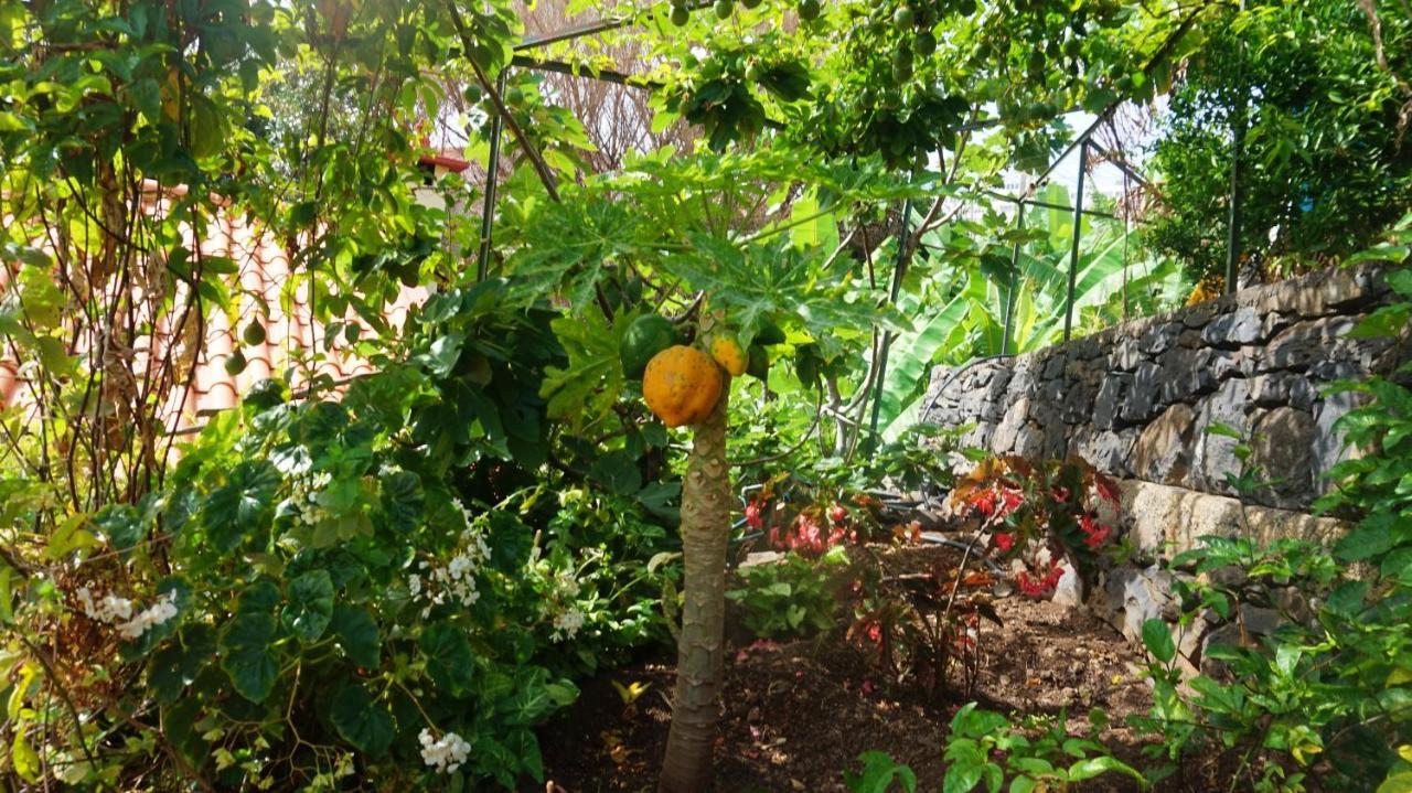 Villa Catanho Funchal  Eksteriør bilde