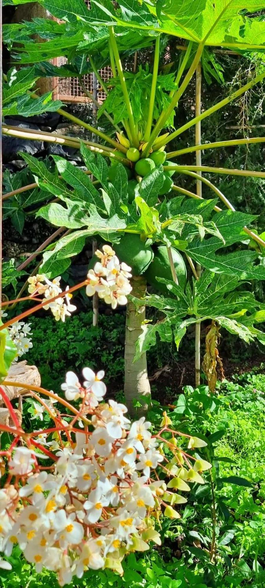 Villa Catanho Funchal  Eksteriør bilde