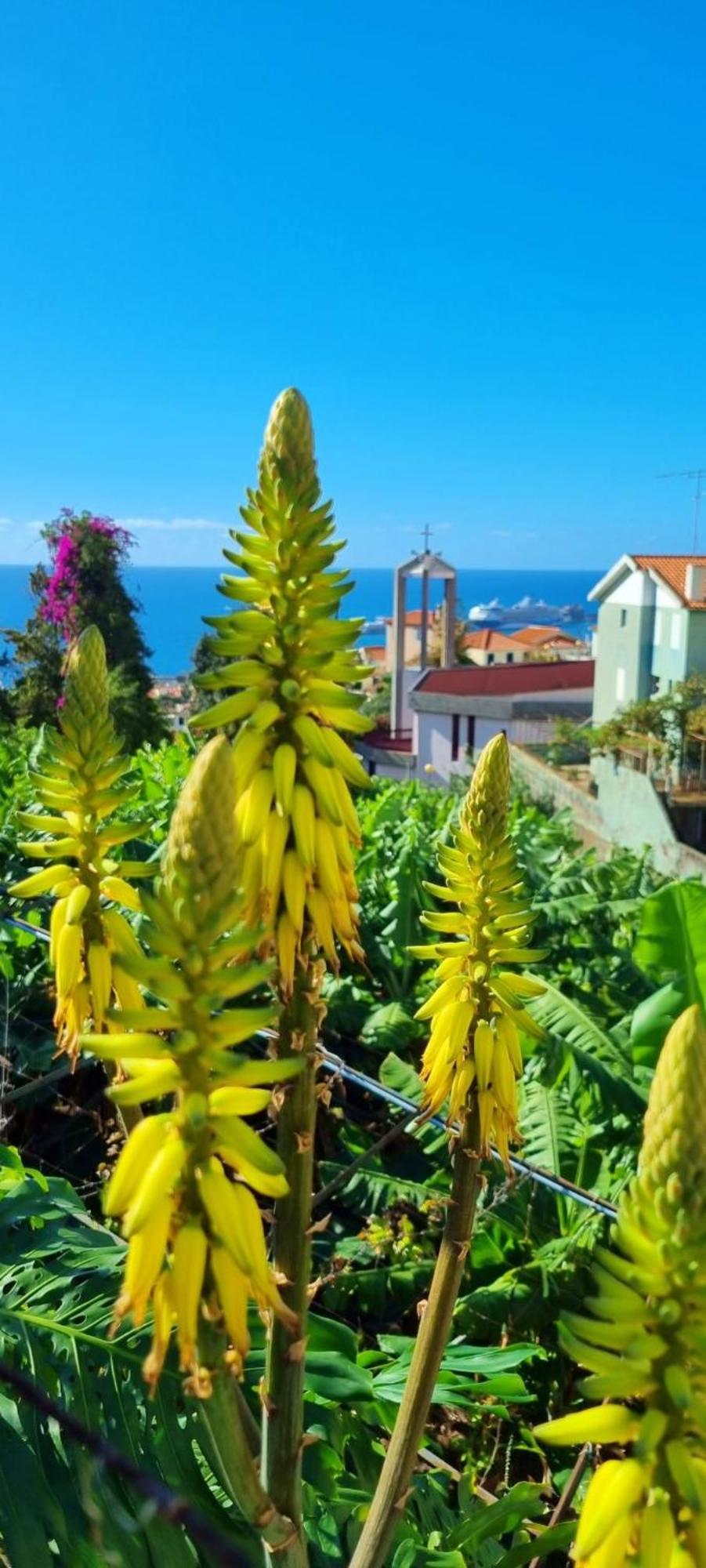 Villa Catanho Funchal  Eksteriør bilde