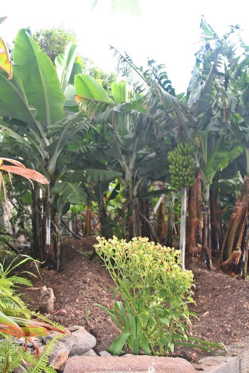 Villa Catanho Funchal  Eksteriør bilde